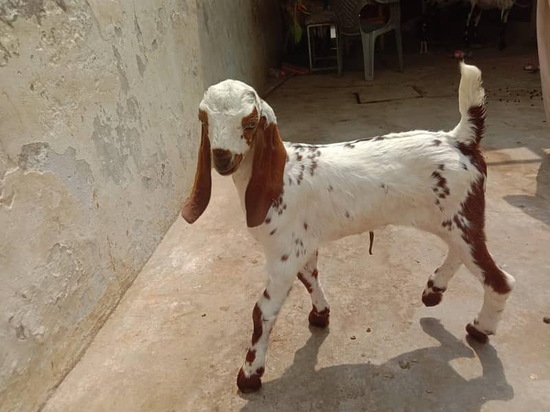 Bredar bakbakra 2