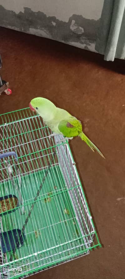 raw parrot