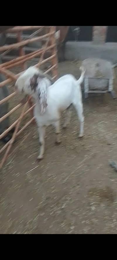 goats for sell