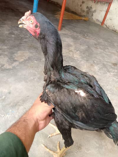 pure assel lasani patha
