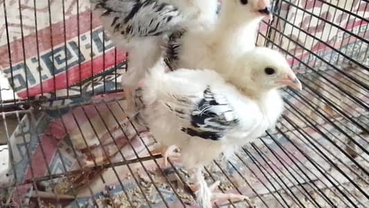 Light Columbian Brahma Chick – 1 Month Old