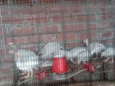 China hen Guinea fowl tetri chicks silver color Available