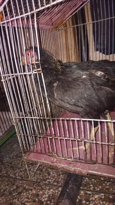 for sale interested person contact mee 0321 4833112