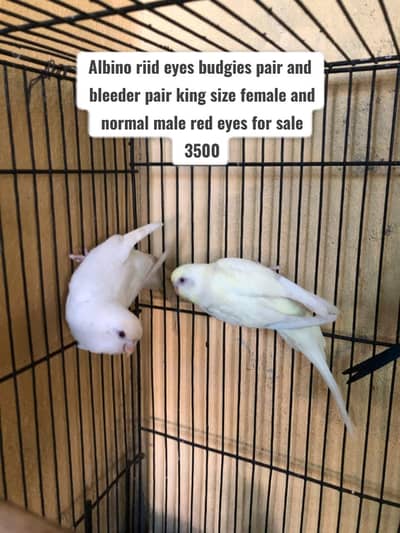 Albino Red Eye|Lutino Cockatiel |Hogo Romo | Green Opline |Blue Fisher