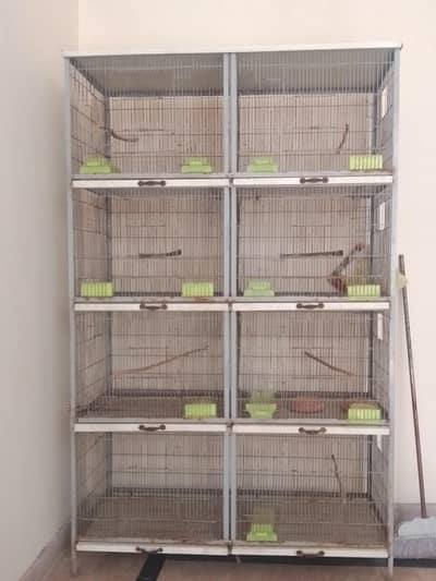 Birds Pinjara fo sale
