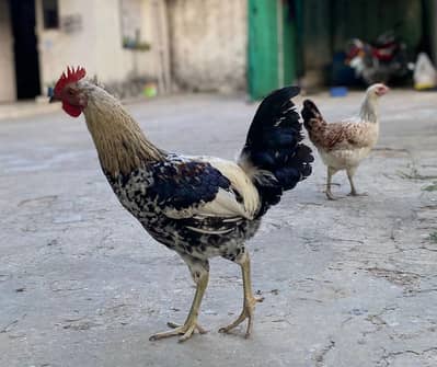 healthy chickens