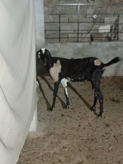 Bakri For Sale hy