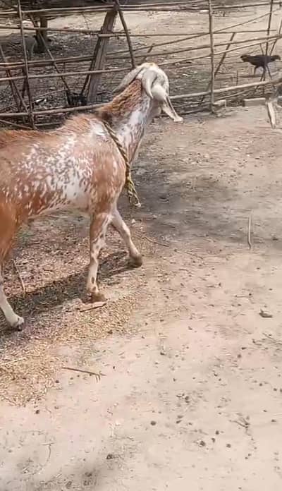Makhi china bkra for sale