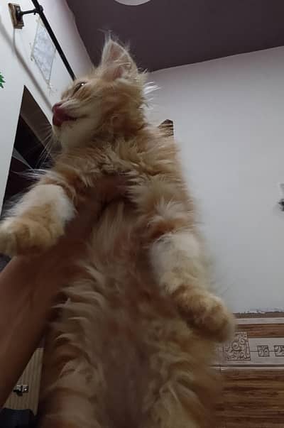 triple caot Persian kitten for sale