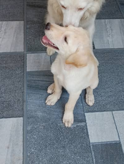 Labrador Retriever mix