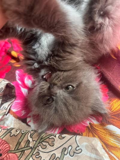 Black Cat Baby for sale in low price