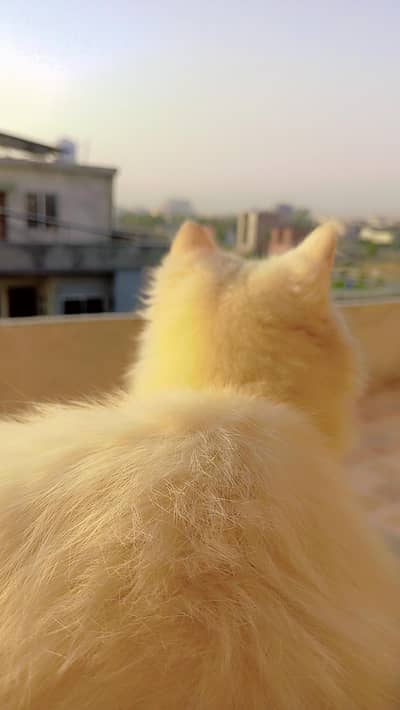Persian White male kitten