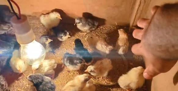 Golden misri chicks
