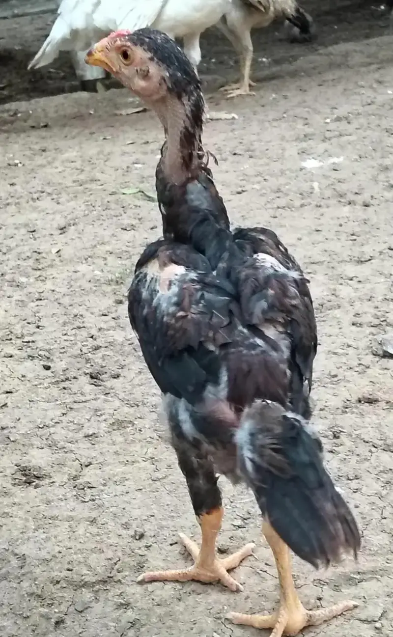 O Shamoo Parents Pair and 15 Chicks Looking for New Garden — photo 3