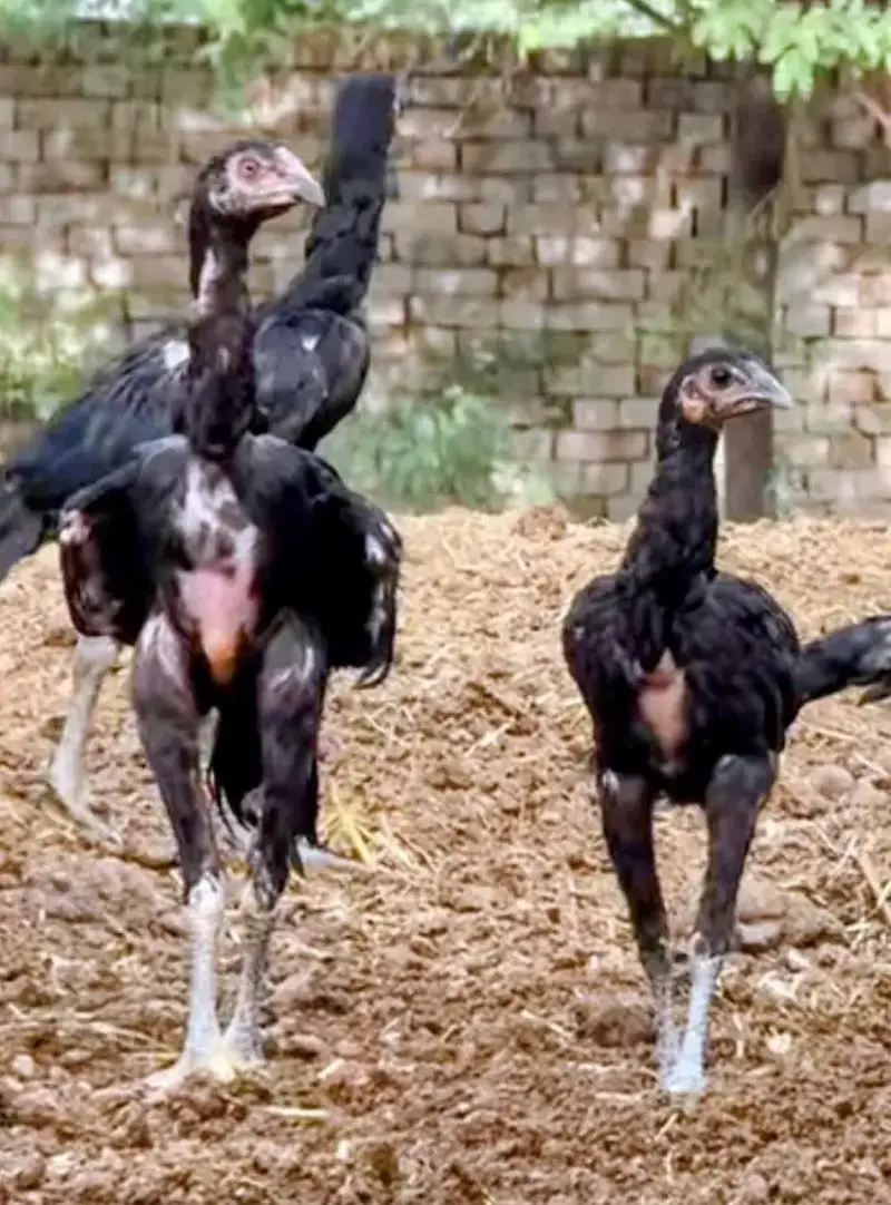 O Shamoo Parents Pair and 15 Chicks Looking for New Garden — photo 4