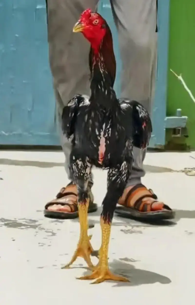 O Shamoo Parents Pair and 15 Chicks Looking for New Garden — photo 6