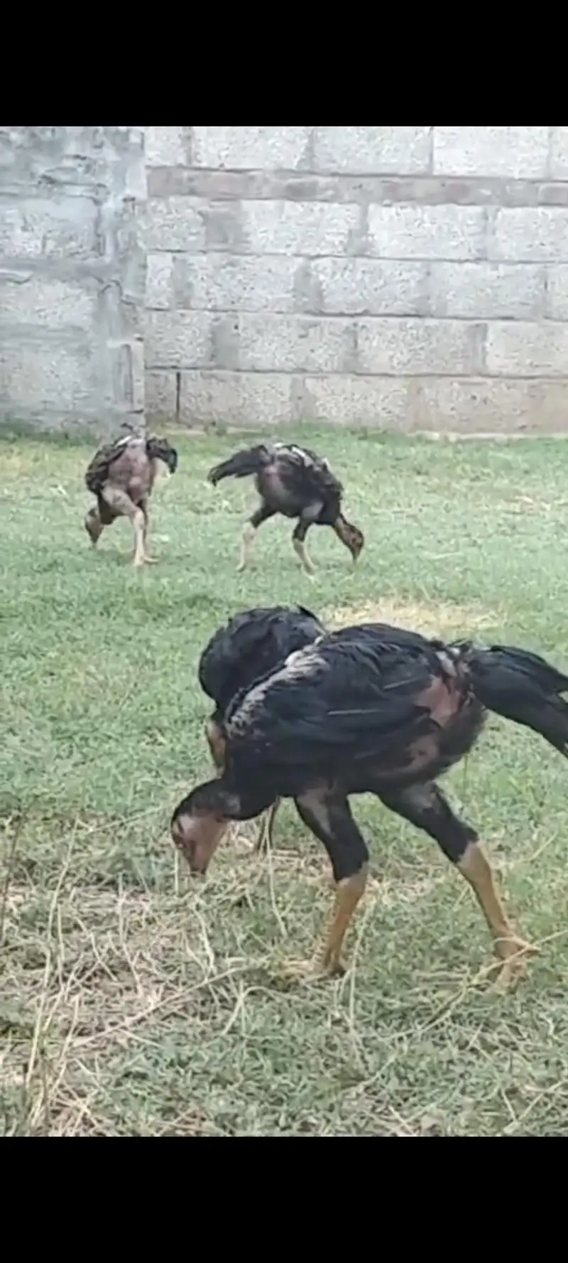 O Shamoo Parents Pair and 15 Chicks Looking for New Garden — photo 7