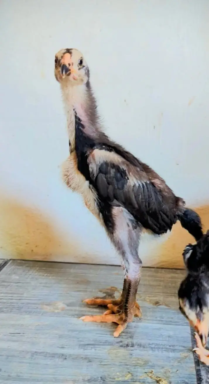 O Shamoo Parents Pair and 15 Chicks Looking for New Garden — photo 8