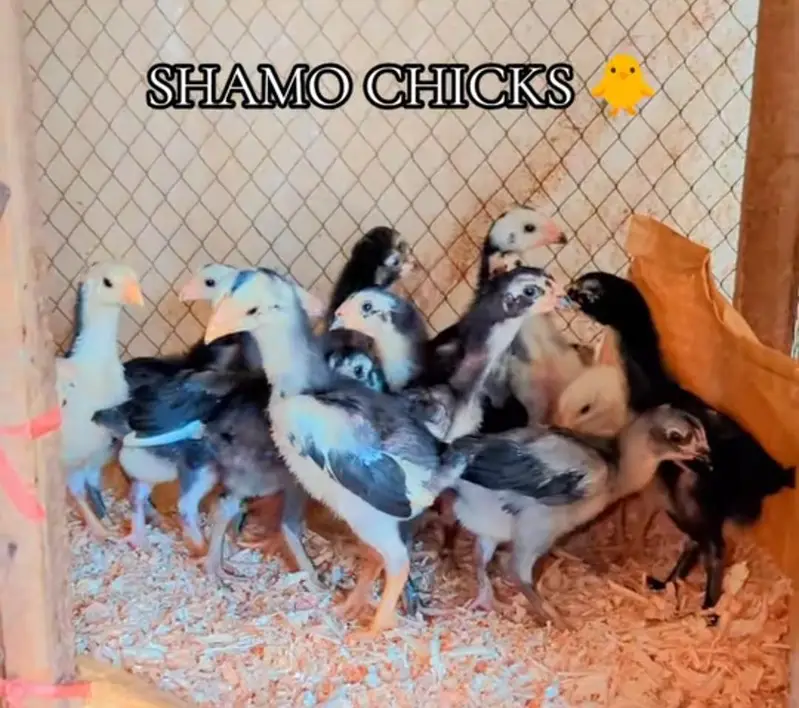 O Shamoo Parents Pair and 15 Chicks Looking for New Garden — photo 9