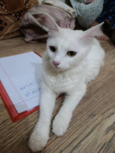 white Persian Cat for sale with 3 babies