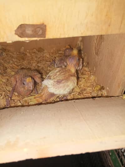 cocktail chicks for hand feed tamming purpose