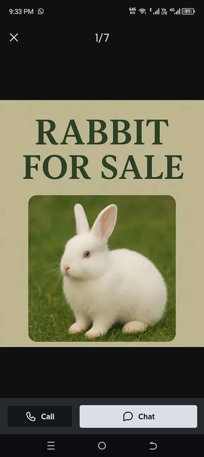 Angora adult pair
