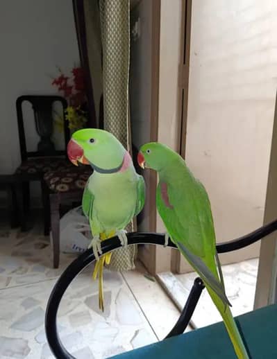Kashmir raw parrot full handstand