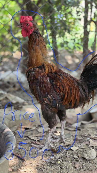 mix home breed for sale
