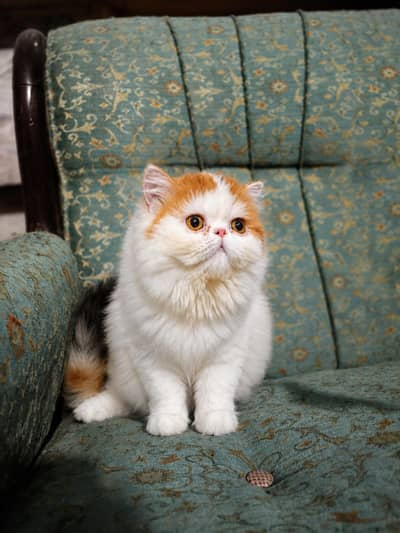 Persian Van Calico Peke Cfa bloodline Female Kitten Available For Sale