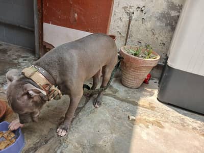 pitbull gray color