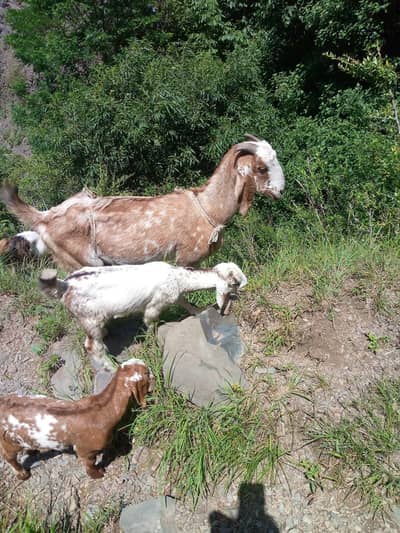 desi goats