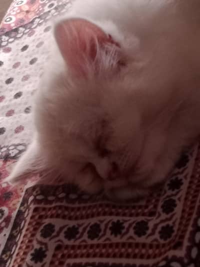 Persian Kitten Male and Female Triple Coated