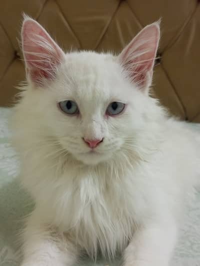 Cat baby pair . quality a+ doll face 2 month