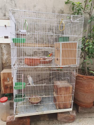 4 pair and 2 extra Lovebirds and cage for sale