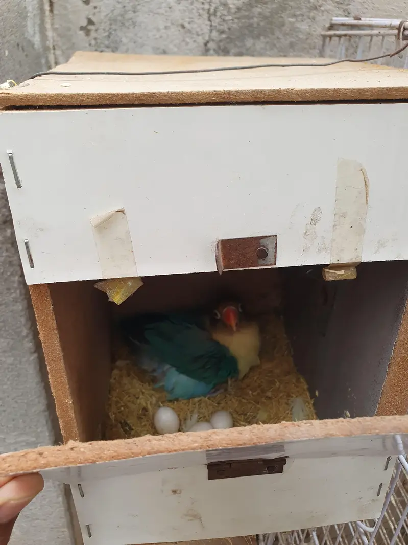 4 pair and 2 extra Lovebirds and cage for sale — photo 2