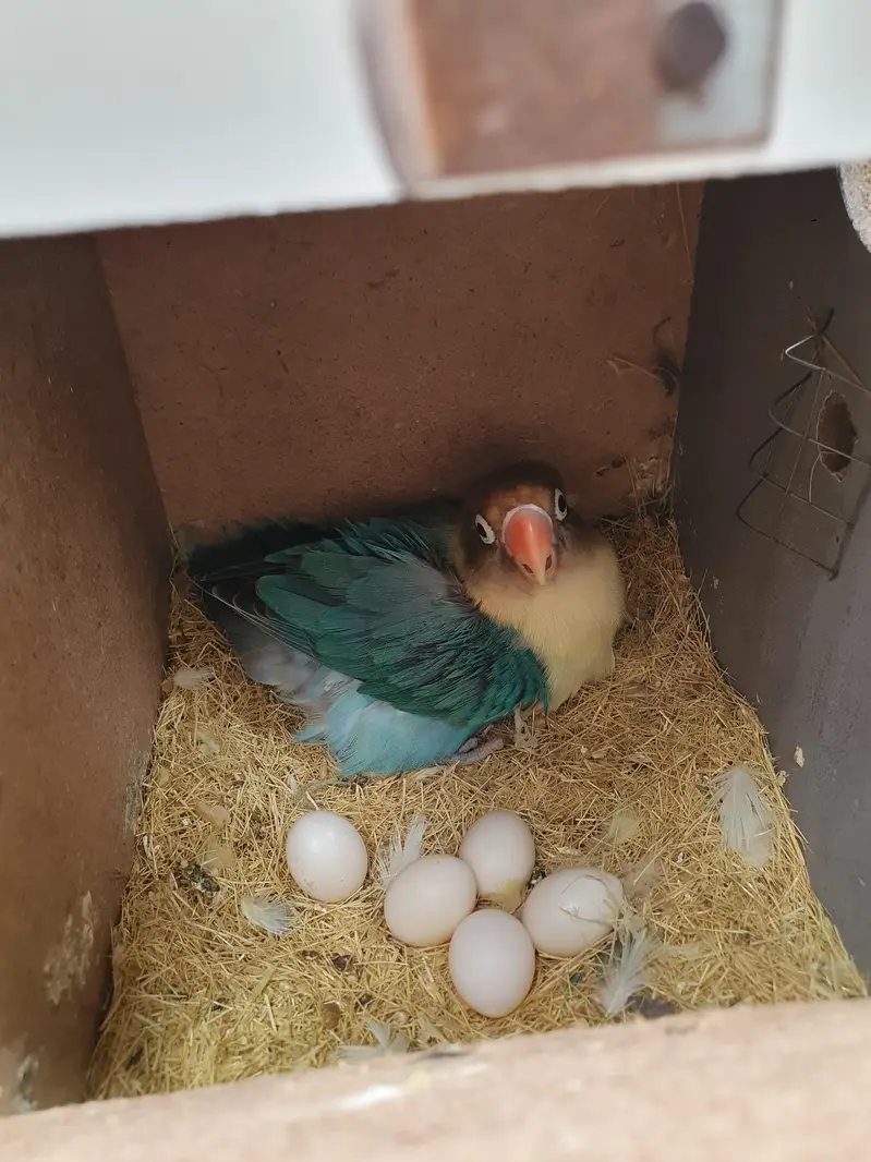 4 pair and 2 extra Lovebirds and cage for sale — photo 3