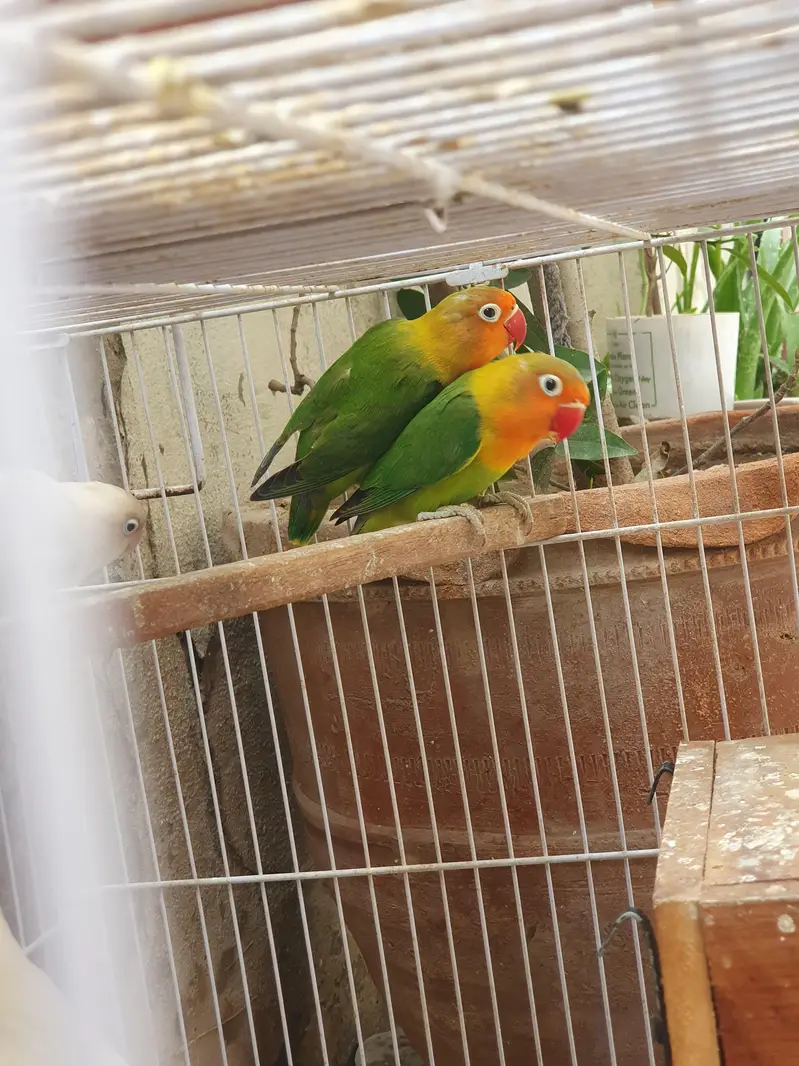 4 pair and 2 extra Lovebirds and cage for sale — photo 4
