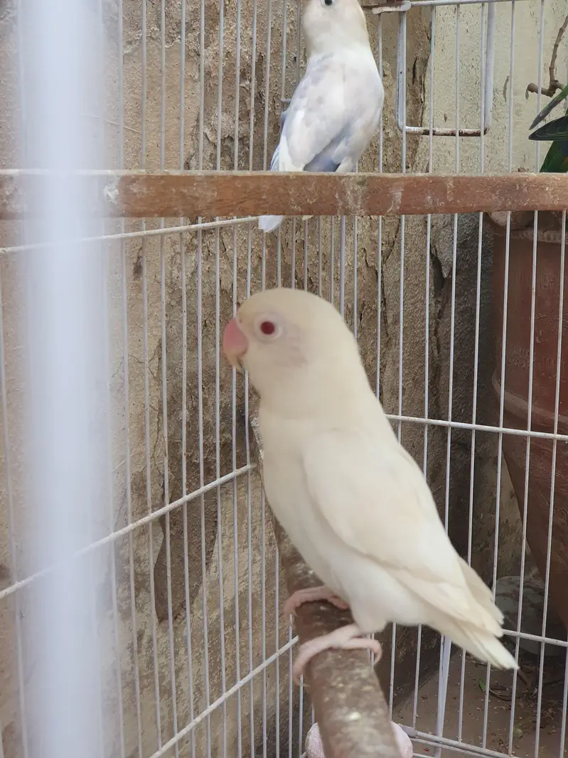 4 pair and 2 extra Lovebirds and cage for sale — photo 5