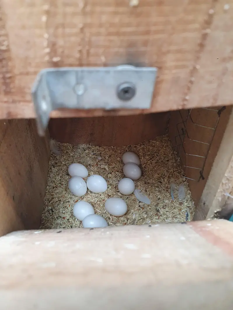 4 pair and 2 extra Lovebirds and cage for sale — photo 6