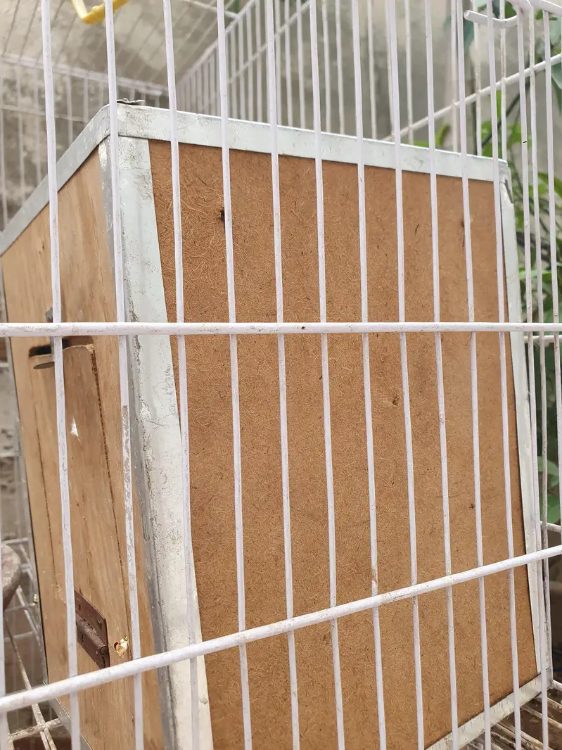 4 pair and 2 extra Lovebirds and cage for sale — photo 7