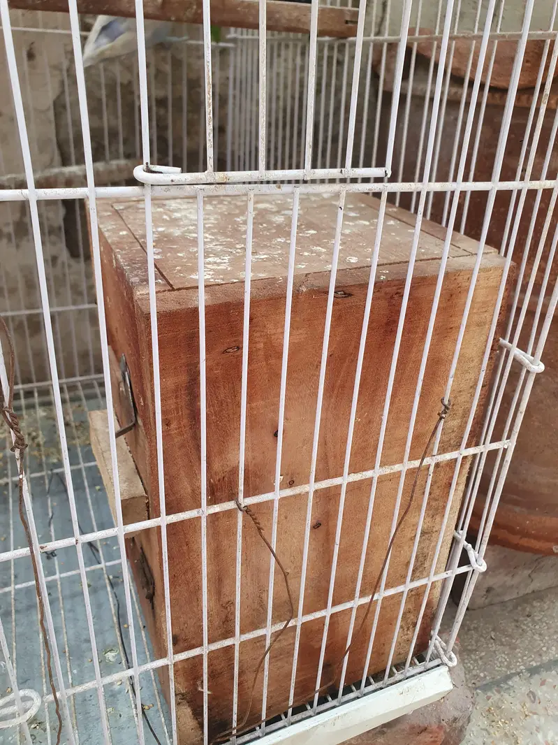 4 pair and 2 extra Lovebirds and cage for sale — photo 8
