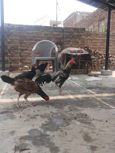 aseel mianwali jawa murga and 3 murgian