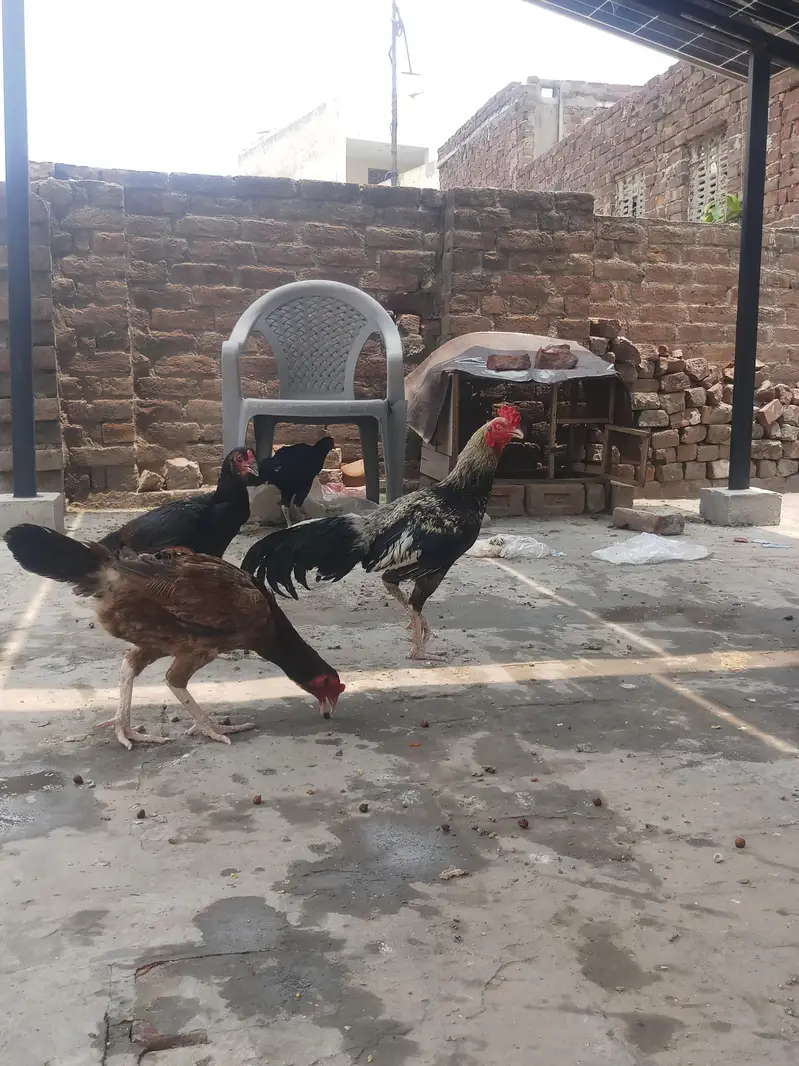 aseel mianwali jawa murga and 3 murgian
