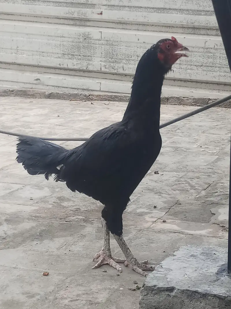 aseel mianwali jawa murga and 3 murgian — photo 2