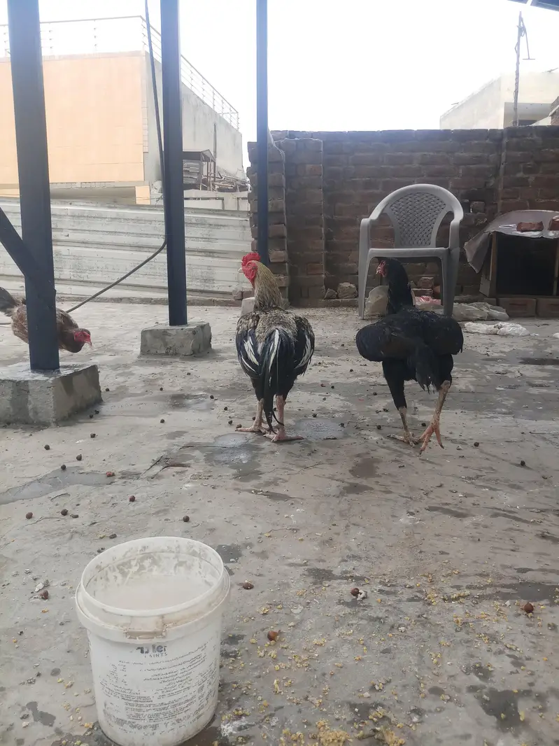 aseel mianwali jawa murga and 3 murgian — photo 4