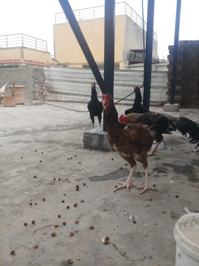 aseel mianwali jawa murga and 3 murgian — photo 5