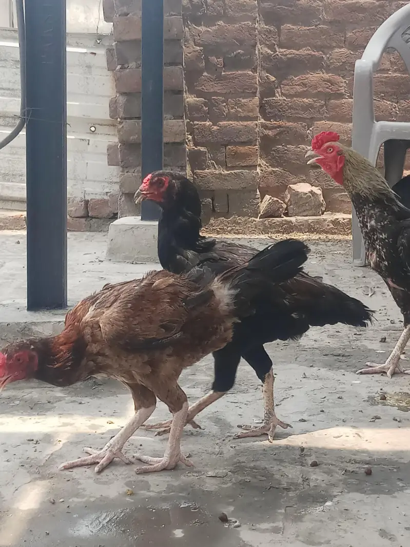 aseel mianwali jawa murga and 3 murgian — photo 6