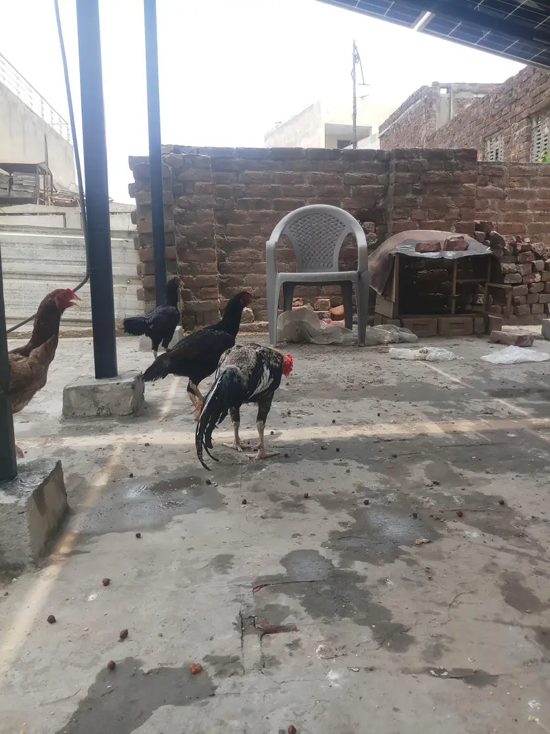 aseel mianwali jawa murga and 3 murgian — photo 7