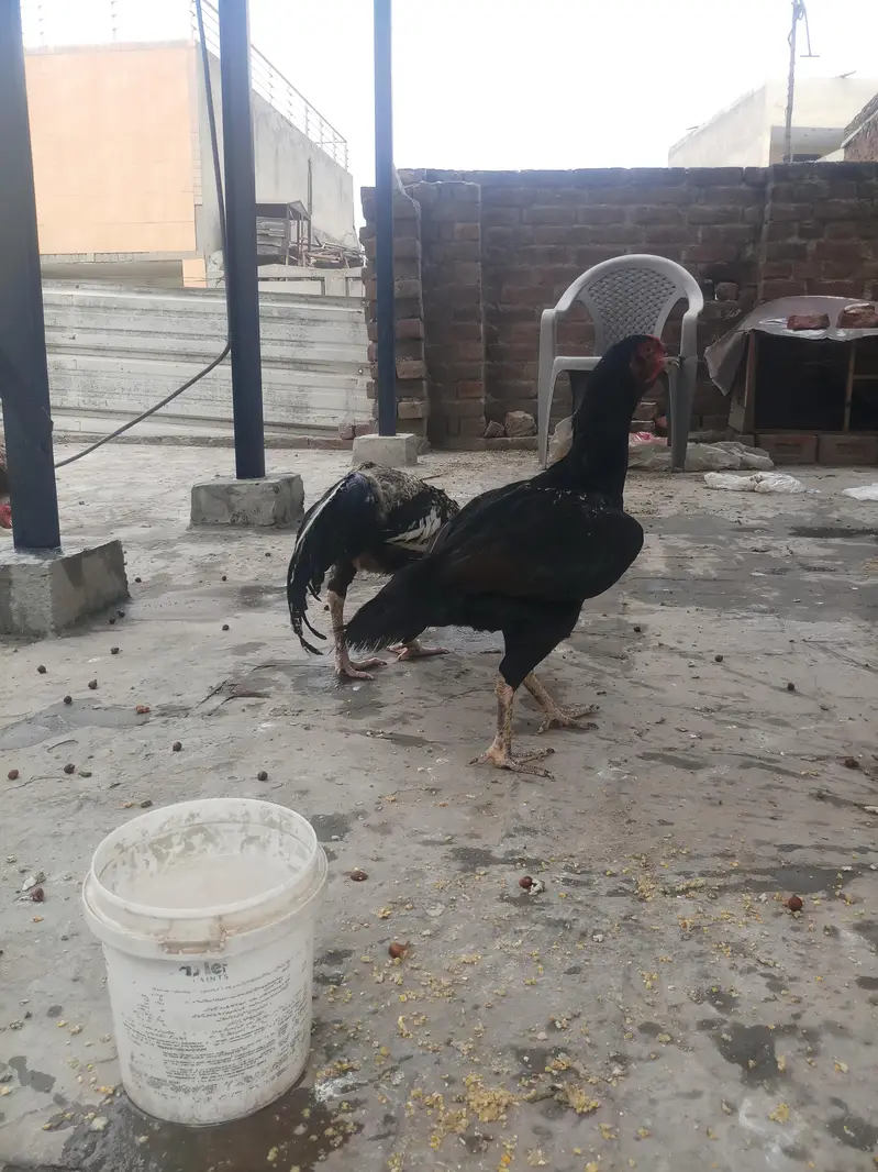 aseel mianwali jawa murga and 3 murgian — photo 10