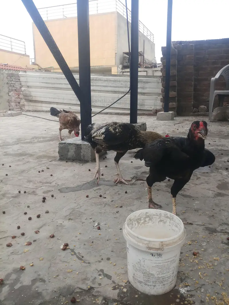aseel mianwali jawa murga and 3 murgian — photo 12